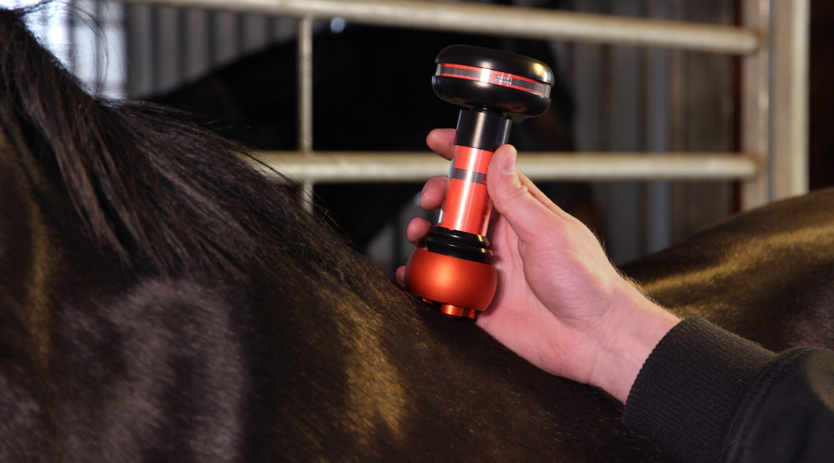 Acupuncture healing for horses and other animals with LLLT laser class 3b  laser | Therapist laser | Laser treatment and therapy for pain and wounds